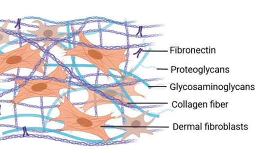 細胞外マトリックスの構造